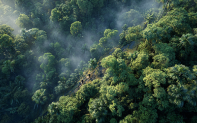 The Tropical Forest Forever Facility Showcases Global Progress at London Climate Week 2025